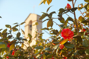 Flower garden in Spanish-style catholic mission in San Juan Capistrano, California with stucco...