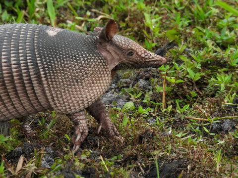 Armadilo in the Merritt Island Wildlife Refuge