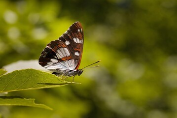Fototapeta na wymiar Macro picture of butterfly Limenitis reducta on plant on nature location of Croatia, Europe