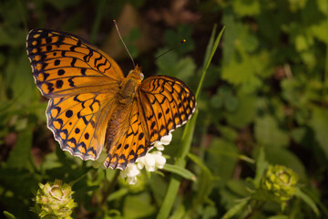 Macro picture of Speyeria aglaja on plant on nature location of Croatia, Europe