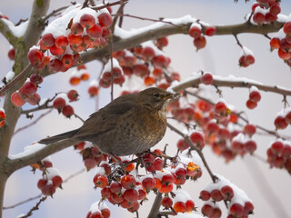 Common Blackbird (Turdus merula) bird sitting on the hawthorn branch and eating berries in winter time