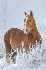 Portrait of a chestnut brown noriker coldblood horse weanling foal in front of a snowy winter landscape outdoors. A young horse in healthy, robust environment to grow up