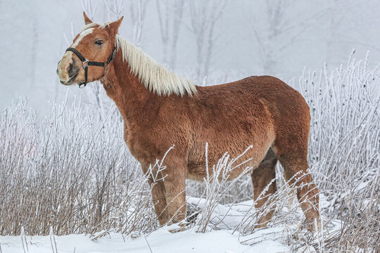 Portrait of a chestnut brown noriker coldblood horse weanling foal in front of a snowy winter landscape outdoors. A young horse in healthy, robust environment to grow up