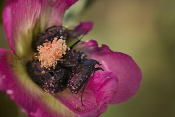 Macro picture of beetle on plant on nature location of Croatia, Europe