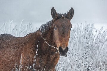 Portrait of a bay brown noriker coldblood horse weanling foal in front of a snowy winter landscape outdoors. A young horse in healthy, robust environment to grow up