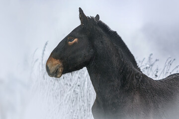 Portrait of a bay brown noriker coldblood horse weanling foal in front of a snowy winter landscape outdoors. A young horse in healthy, robust environment to grow up