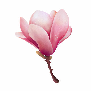 Hand drawn watercolor pink magnolia flower, isolated illustration on a white background