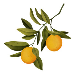 Oranges on a branch. Isolated watercolor illustrartion of citrus tree with leaves.