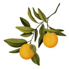 Oranges on a branch. Isolated watercolor illustrartion of citrus tree with leaves.