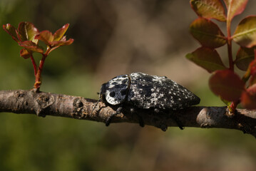 Macro picture of beetle Capnodis tenebrionis on plant on nature location of Croatia, Europe
