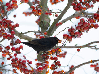 Common Blackbird (Turdus merula) bird sitting on the hawthorn branch and eating berries in winter time