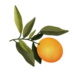 Oranges on a branch. Isolated watercolor illustrartion of citrus tree with leaves.