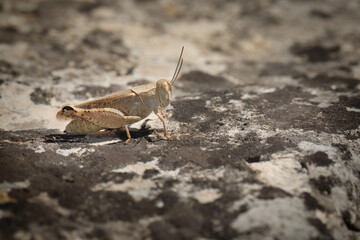 Macro picture of grasshopper on nature location of Croatia, Europe