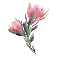Fototapeta premium Hand drawn watercolor pink protea flowers, isolated illustration on a white background