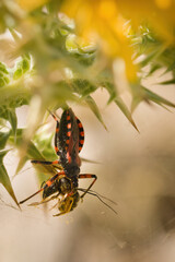 Macro picture of assassin bug Rhynocoris iracundus on plant on nature location