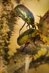 Macro picture of beetle Protaetia cuprea on plant on nature location of Croatia, Europe