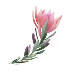 Fototapeta premium Hand drawn watercolor pink protea flowers, isolated illustration on a white background