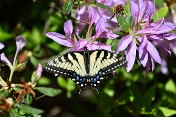 butterfly on flower