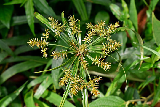 Umbrella papyrus or umbrella sedge flowers (Cyperus alternifolius)