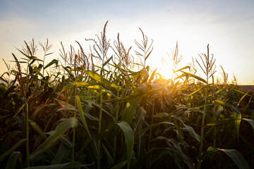 corn field at sunset in Oregon's Willamette Valley