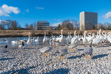 lots of swans and gooses at riverside Isar river munich