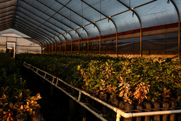 Fototapeta premium greenhouse with plants in autumn with afternoon sunlight shining in