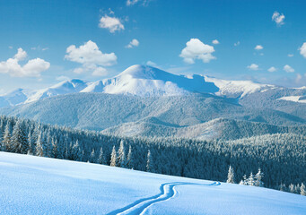 Morning winter calm mountain landscape with ski track and coniferous forest on slope (Goverla view...