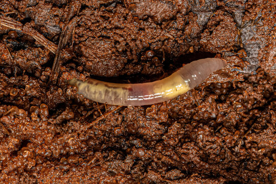 Small Earthworm Arthropod