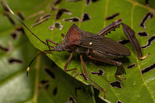 Adult Leaf-footed Bug