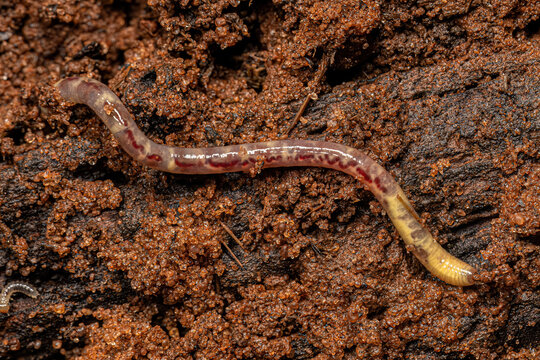 Small Earthworm Arthropod