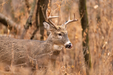 Lick your chops. 

Large male Whitetail Deer with large antlers.  Brown coat conceals it in the forest.  Tall grass and dense thickets.  Tongue out warm colors 8 point rack buck stag male cervid