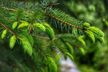 Spruce Tips

Every year in spring the Spruce Trees of Alaska pick up where they left off. Bright...