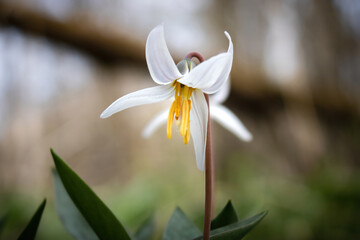 Trout Lily towering above the forest floor. White trout lilies begin bursting upwards in early spring.  Emerging simultaneously with the fish for which they are named. Selective Focus, Shallow depth