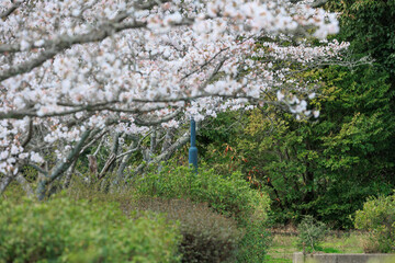 桜の咲く田舎の公園