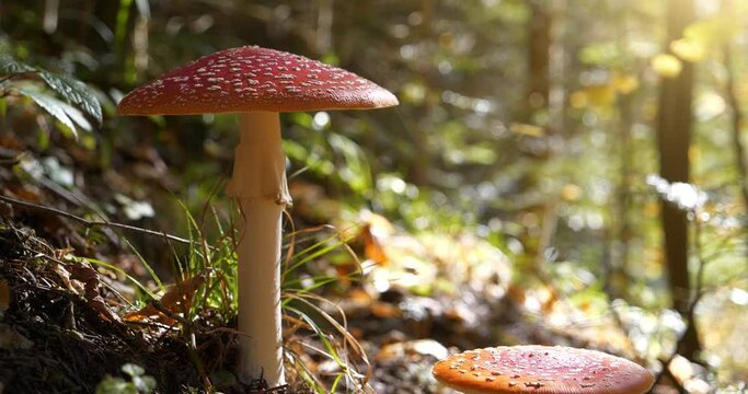 Fly agarics Amanita muscaria toadstool grows in the forest in Carpathian mountains in western Ukraine. Cinema 4K 60fps video