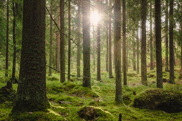 Beautiful forest scenery with sun shining trough the trees - obrazy, fototapety, plakaty