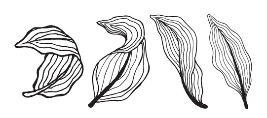 Fototapeta na wymiar hand drawn sketch of a leaf with line style. Desain element for your background or other designs