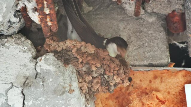 A swallow is nesting on the balcony of an apartment building.