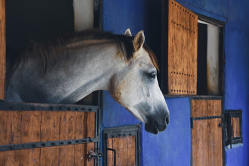 close-up portrait of a white, gray chestnut horse standing at the horse farm looking out the window in its stable