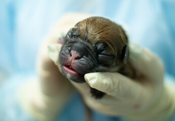 Close-up. A newborn puppy lies in the hands of a veterinary surgeon. Hands in medical gloves hold a small cute blind puppy. The concept of a veterinarian and a newborn puppy.