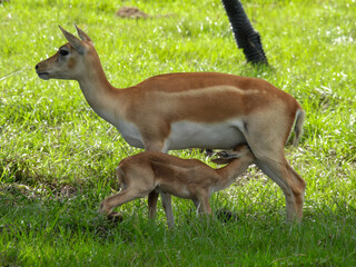 Female blackbuck with a nursing calf