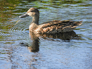 Blue wing teal in the Lake Apopka Wildlife Refuge