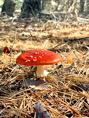 fly agaric mushroom