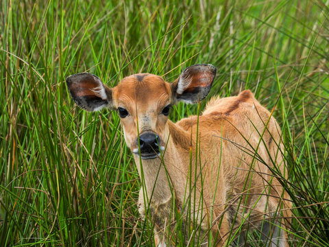 A banteng calf, also known as a tembadau
