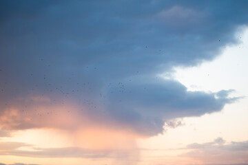 birds fly in the sky against the background of clouds