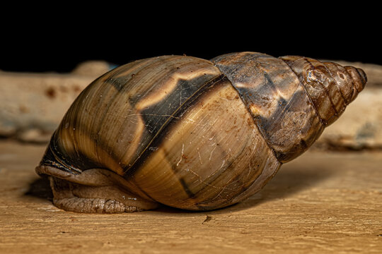 Common Land Snail