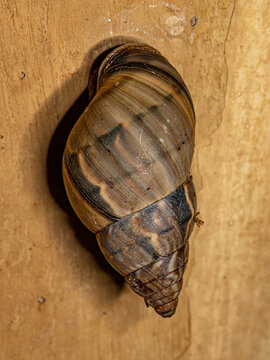 Common Land Snail