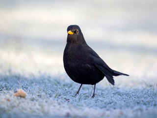 Blackbird, Turdus merula