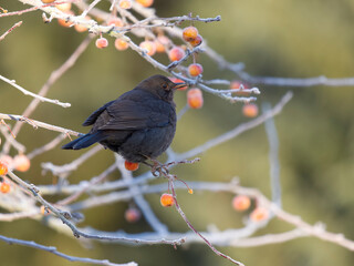 Blackbird, Turdus merula
