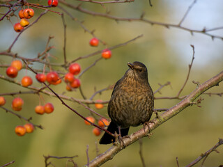 Blackbird, Turdus merula